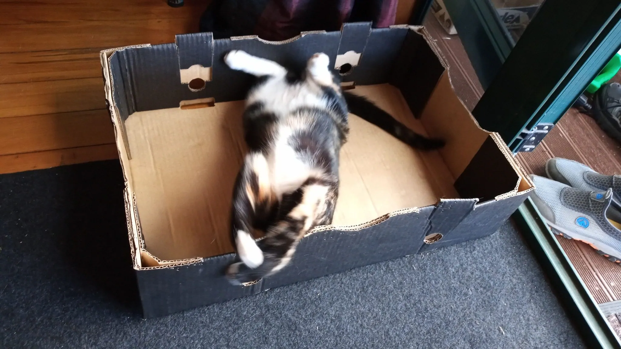 A30.2 cats love boxes (11)